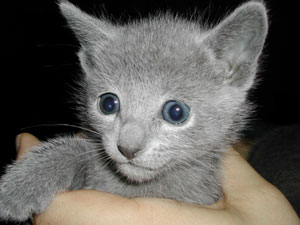 Photos: les chatons ont 30 jours