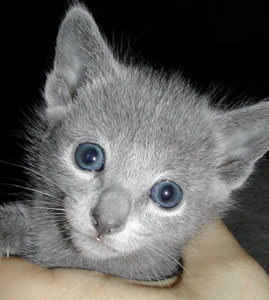 Photos: les chatons ont 30 jours