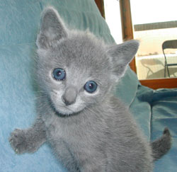 Photos: les chatons ont 31 jours