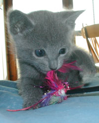 Photos: les chatons ont 31 jours