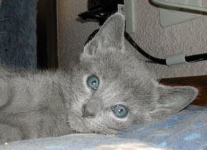 Photos: les chatons ont 31 jours