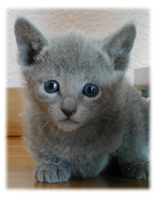 Photos: les chatons ont 32 jours