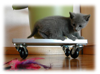 Photos: les chatons ont 32 jours