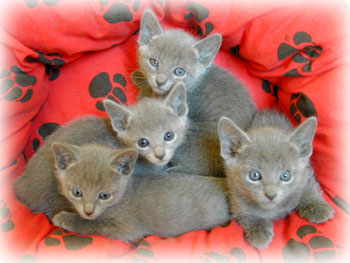 Photos: les chatons ont 33 jours
