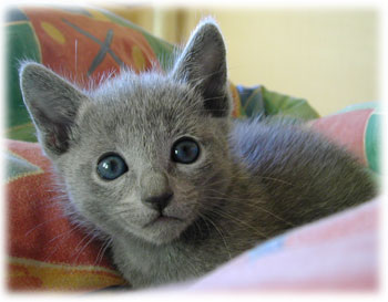 Photos: les chatons ont 36 jours