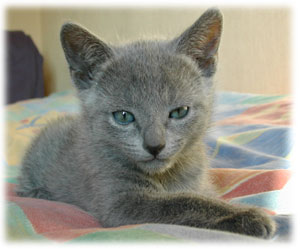 Photos: les chatons ont 39 jours