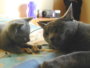 Photos: les chatons ont 39 jours