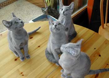 Photos: les chatons ont 3 mois