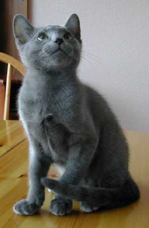 Photos: les chatons ont 3 mois