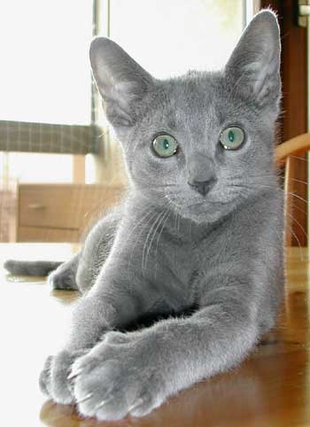 Photos: les chatons ont 3 mois