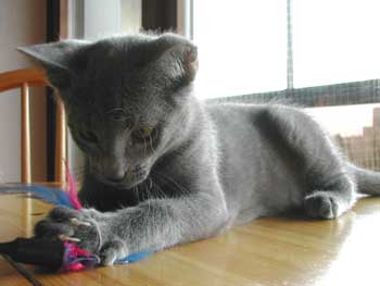 Photos: les chatons ont 3 mois