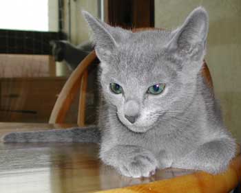 Photos: les chatons ont 3 mois