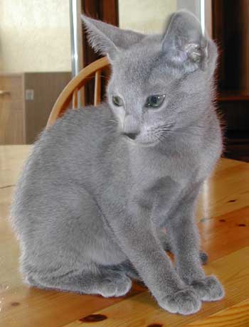 Photos: les chatons ont 3 mois