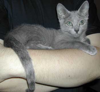 Photos: les chatons ont 3 mois