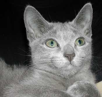 Photos: les chatons ont 3 mois