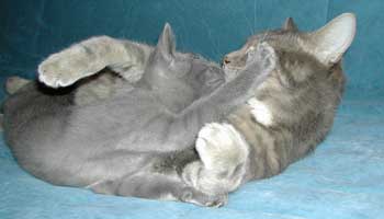 Photos: les chatons ont 3 mois