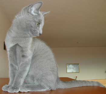 Photos: les chatons ont 3 mois