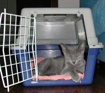 Photos: les chatons ont 3 mois