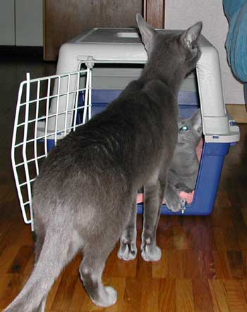 Photos: les chatons ont 3 mois