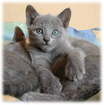 Photos: les chatons ont 40 jours