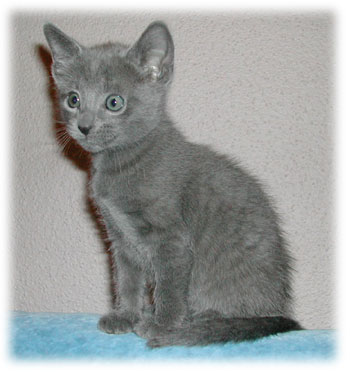 Photos: les chatons ont 47 jours