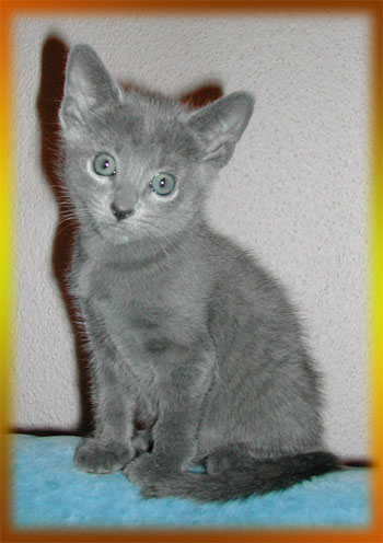 Photos: les chatons ont 47 jours