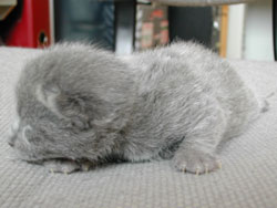 Photos : les chatons ont 4 jours...