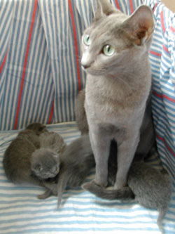 Photos : les chatons ont 4 jours...