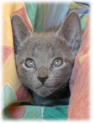 Photos: les chatons ont 50 jours