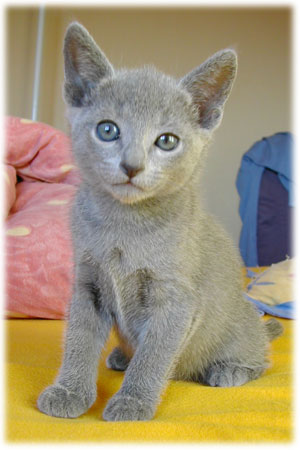 Photos: les chatons ont 50 jours