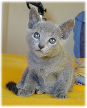Photos: les chatons ont 50 jours