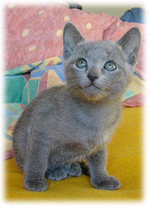 Photos: les chatons ont 50 jours