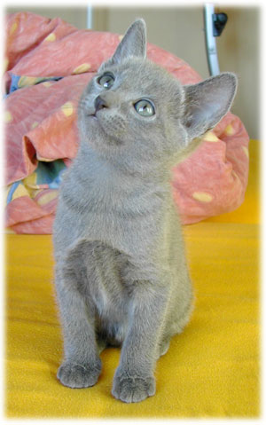Photos: les chatons ont 50 jours