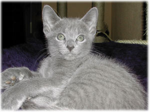 Photos: les chatons ont 58 jours