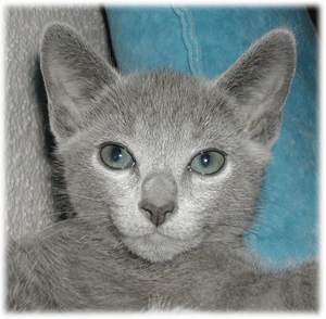 Photos: les chatons ont 58 jours