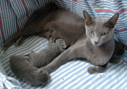 Photos : les chatons ont 5 jours...