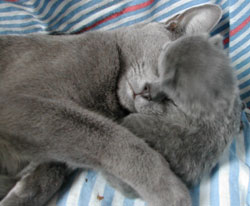 Photos : les chatons ont 5 jours...