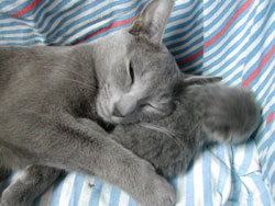 Photos : les chatons ont 5 jours...