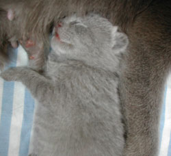 Photos : les chatons ont 5 jours...