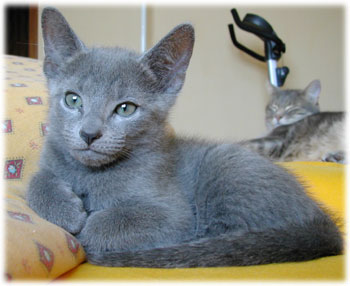 Photos: les chatons ont 67 jours