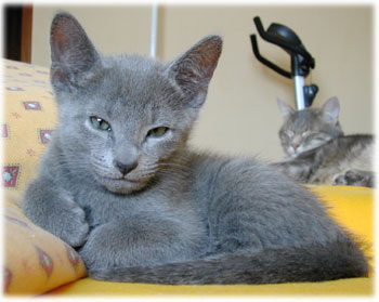 Photos: les chatons ont 67 jours