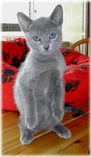 Photos: les chatons ont 67 jours