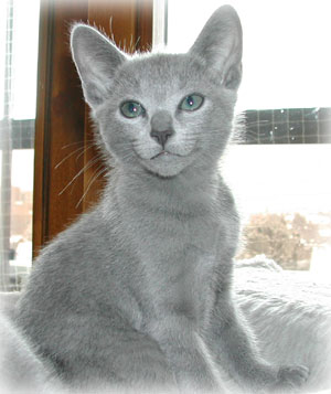 Photos: les chatons ont 67 jours