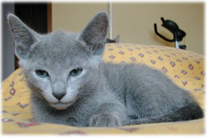 Photos: les chatons ont 67 jours