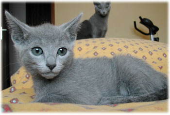 Photos: les chatons ont 67 jours
