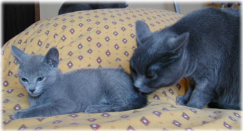 Photos: les chatons ont 67 jours