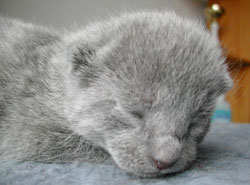 Photos: les chatons ont 6 jours