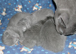 Photos: les chatons ont 6 jours