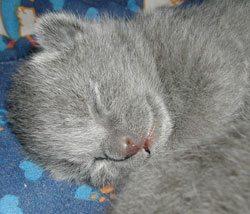 Photos: les chatons ont 6 jours