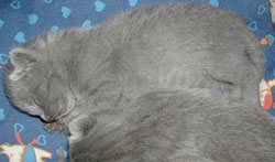 Photos: les chatons ont 6 jours